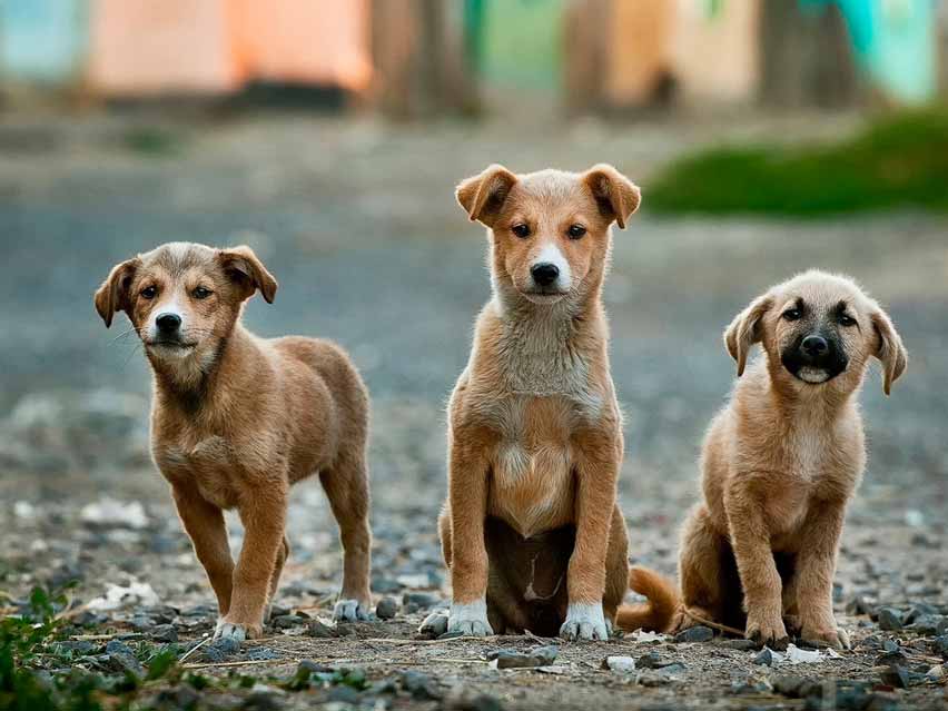 Photo of three puppies
