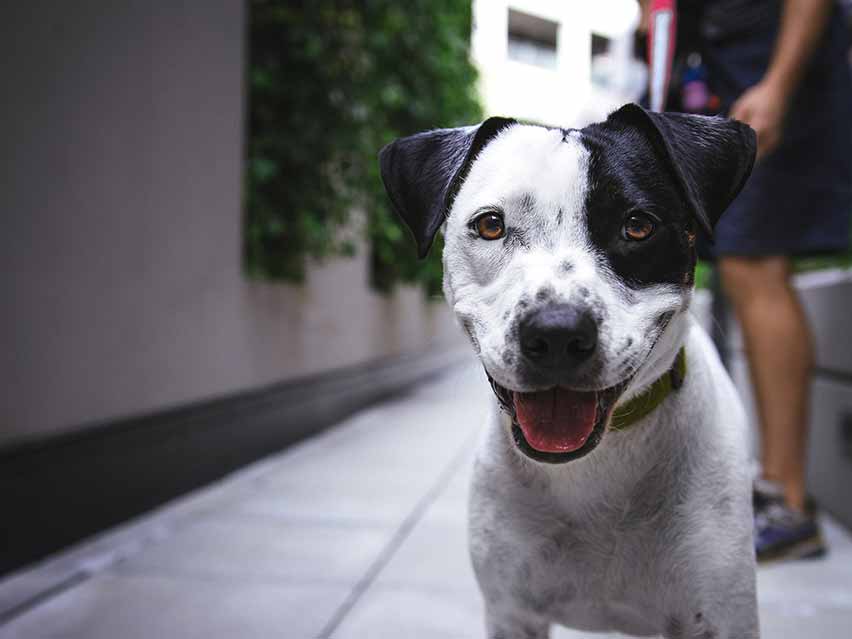 Photo of happy dog